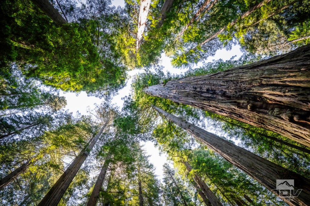 Redwood Coast Adventure Ride