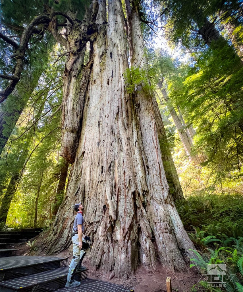Redwood Coast Adventure Ride