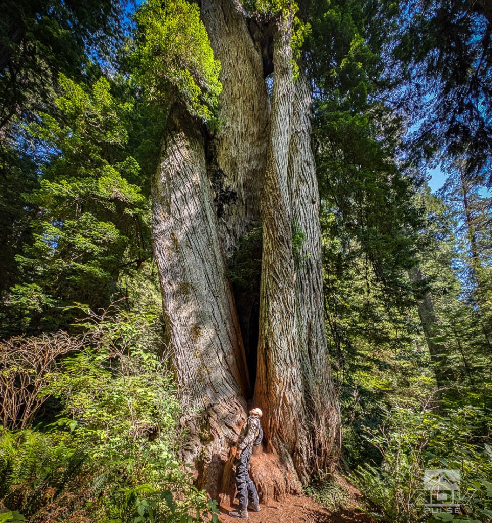 Redwood Coast Adventure Ride