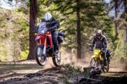 Ride with the giant sequoias of California