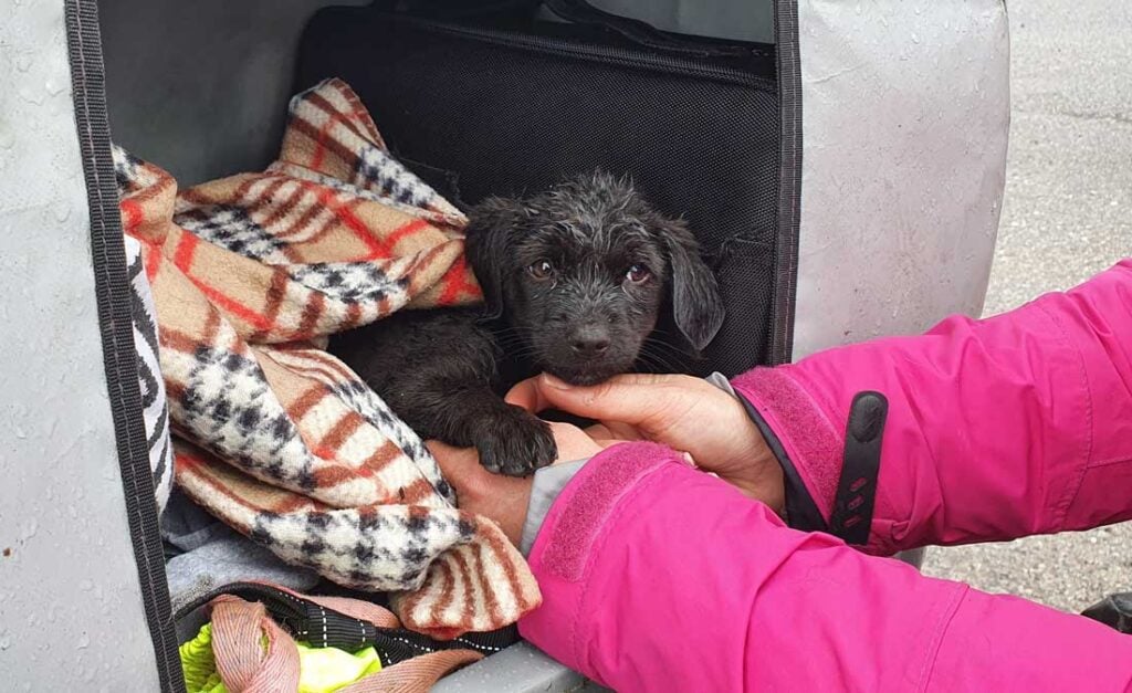 Riding around the world with dogs