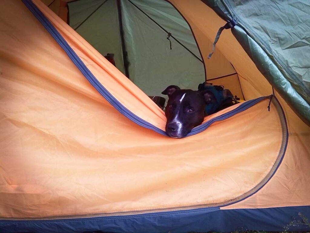 Riding around the world with dogs