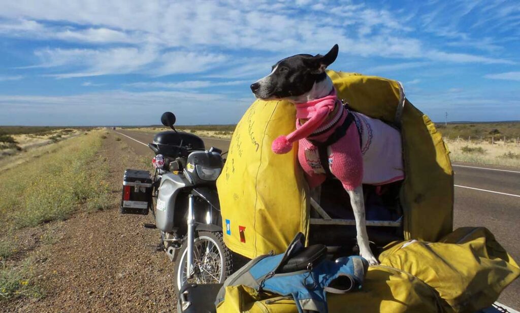 Riding around the world with dogs